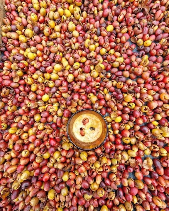 Land Adventures: Half-Day Coffee & Fruit Farm Tour in Azores