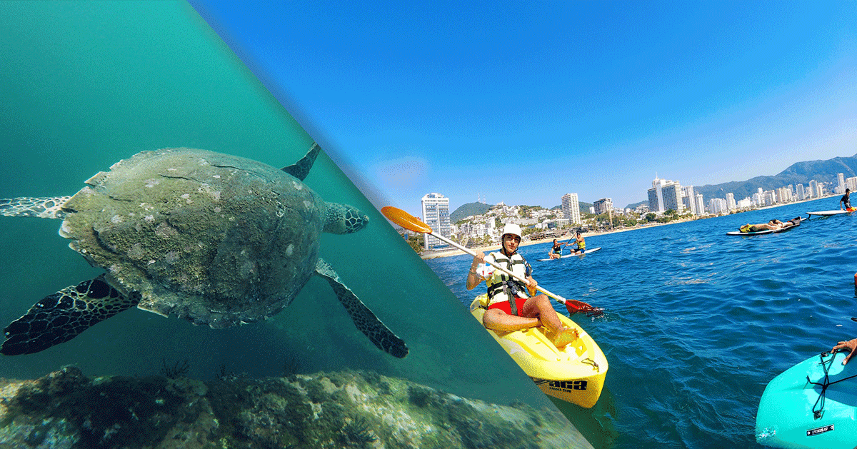Sea turtle swimming beside coastal kayakers in clear water