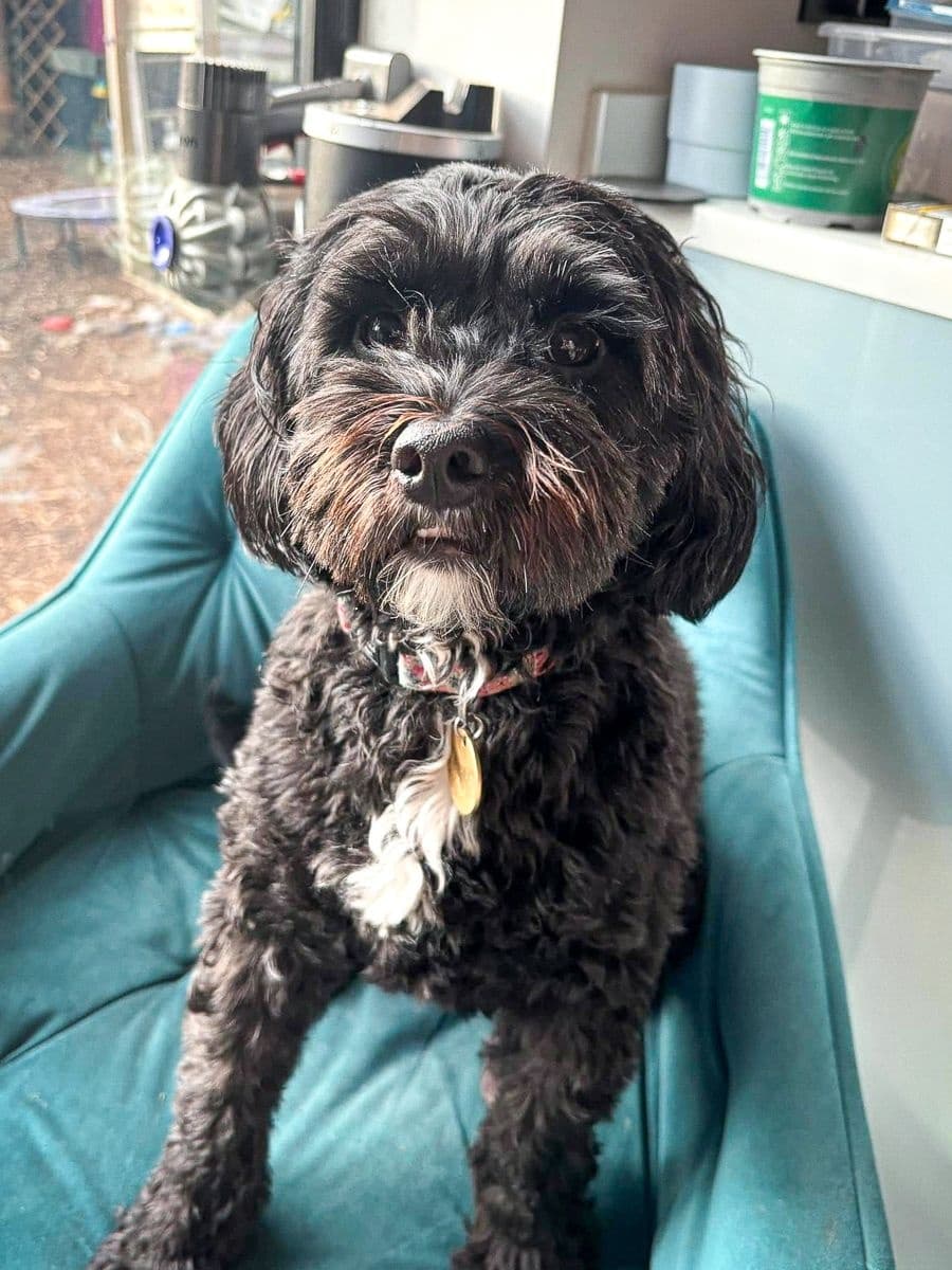 Dog Boarding Care by Poppy's Perfect Pups in Durham