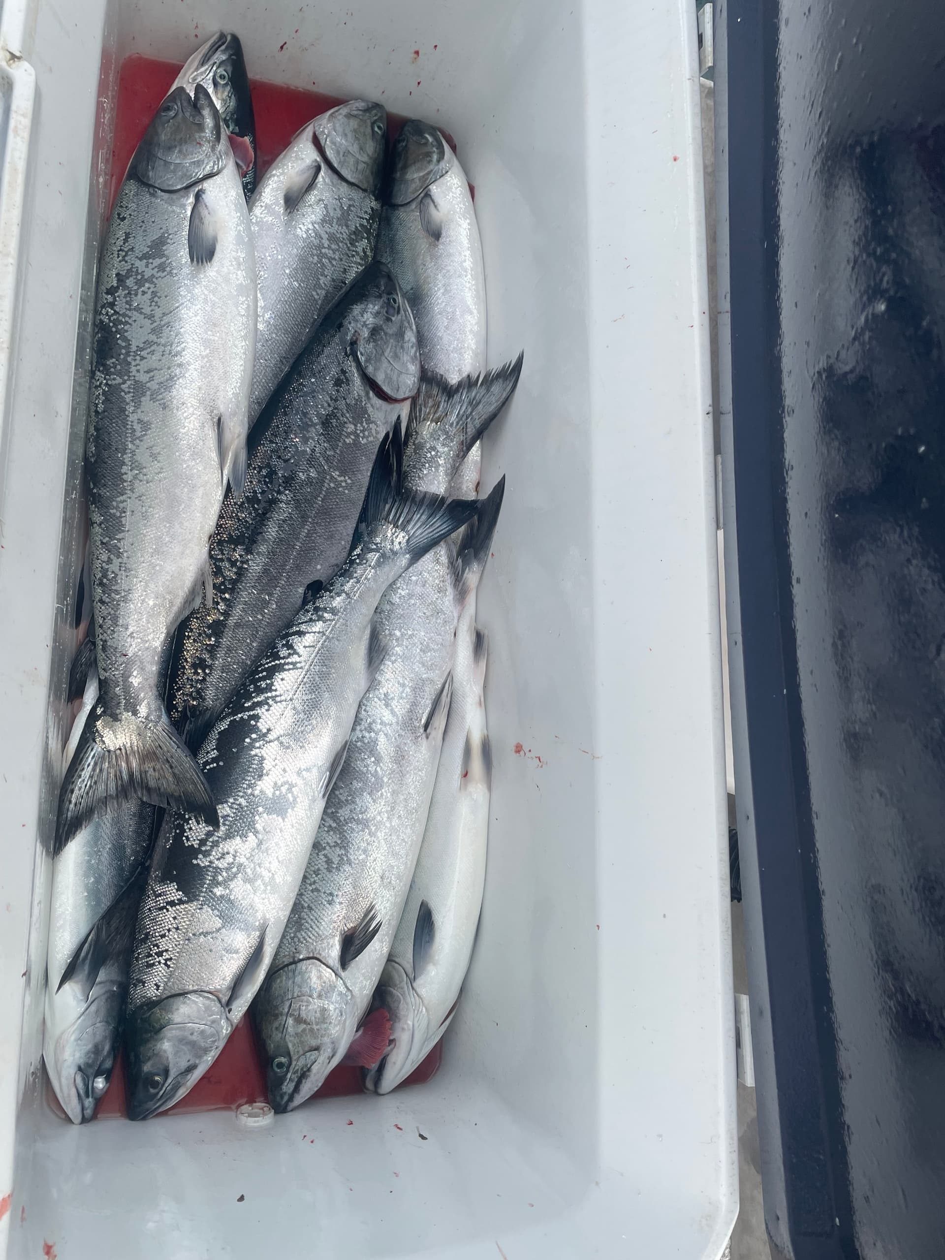 Alaska Salmon & Rockfish Fishing Adventure in Kodiak