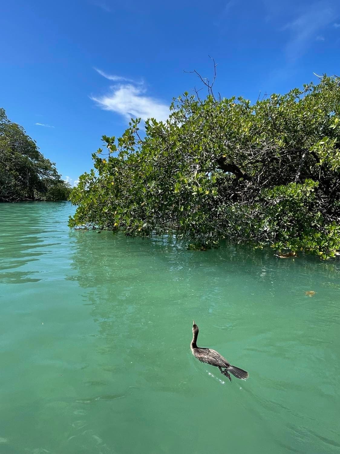 Mangrove Tour & Wildlife Cruise in Islamorada, Florida