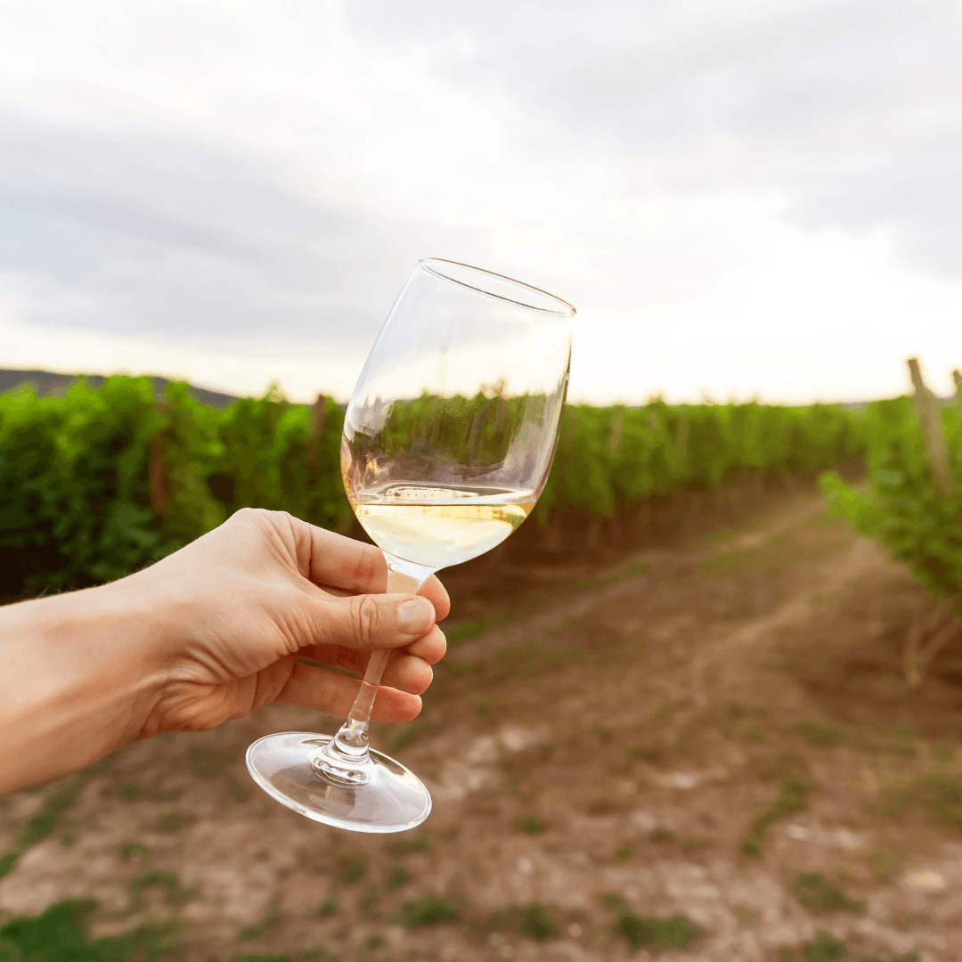 Wine Tasting & Tour at Silver Wine Experience in Torres Vedras