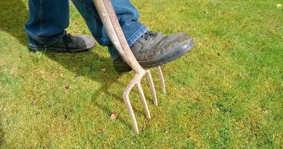 Close-up garden fork aerating turf on green lawn, hands-on care