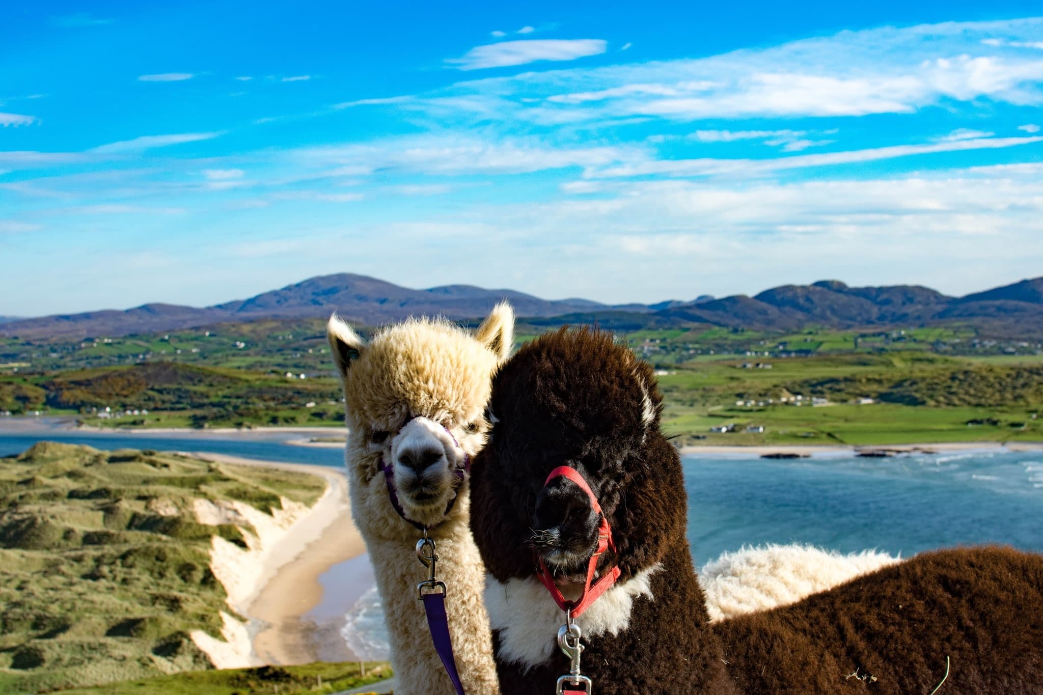 Two alpacas on coastal trail with ocean and hills view