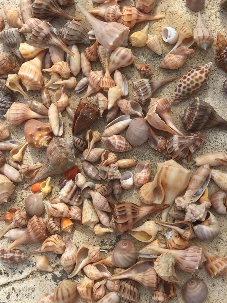 Explore Hidden Islands and Rare Shells on a 6-Hour Unguided Gulf Coast Shelling Tour