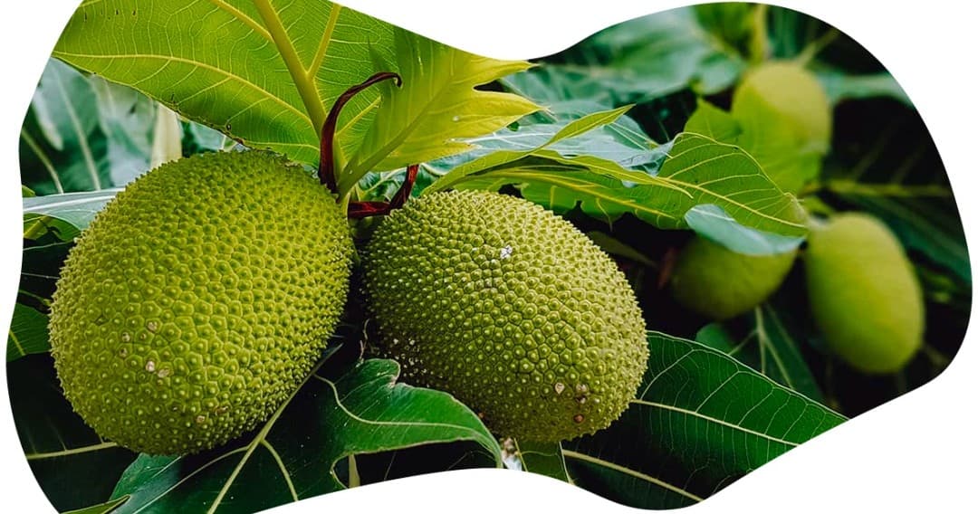 Tropical Fruit Hunting Tours with Grimal Grove LLC