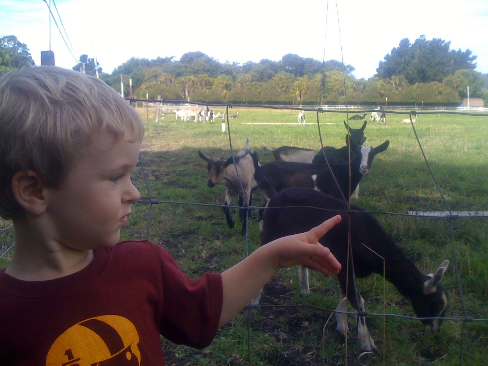 Farm Family Fun: One-Hour Goat Visit for Kids in Pescadero