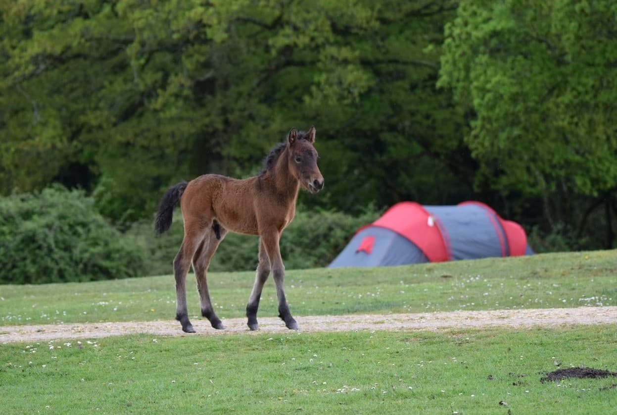 Young Commoners Walk and Talk: Experience New Forest Commoning in Brockenhurst photo 4