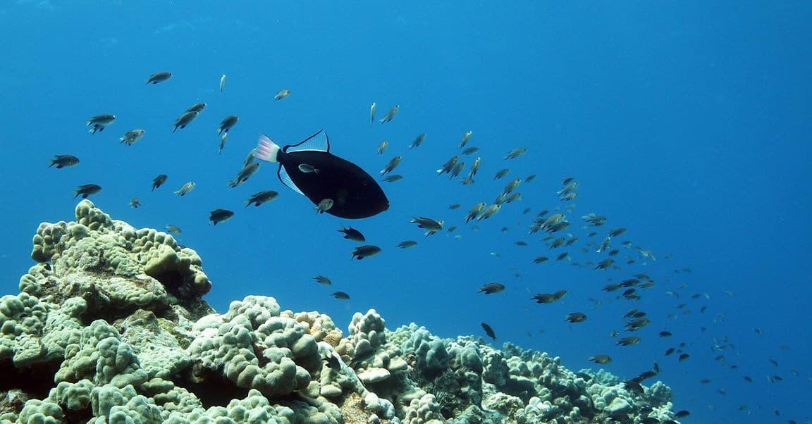 Hidden Gems Kona Reef Snorkel — Private Kona Snorkel with Volcanic Arches and Drop-offs