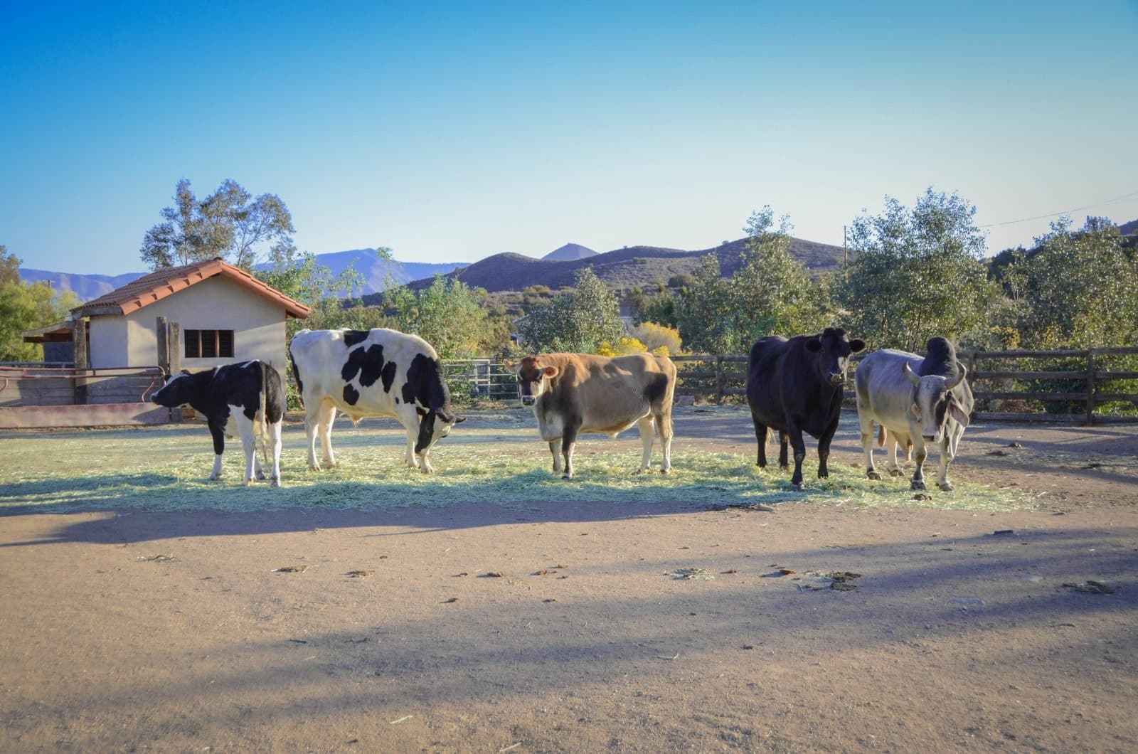 Sanctuary Tour in Acton, CA: Meet Rescued Farm Animals