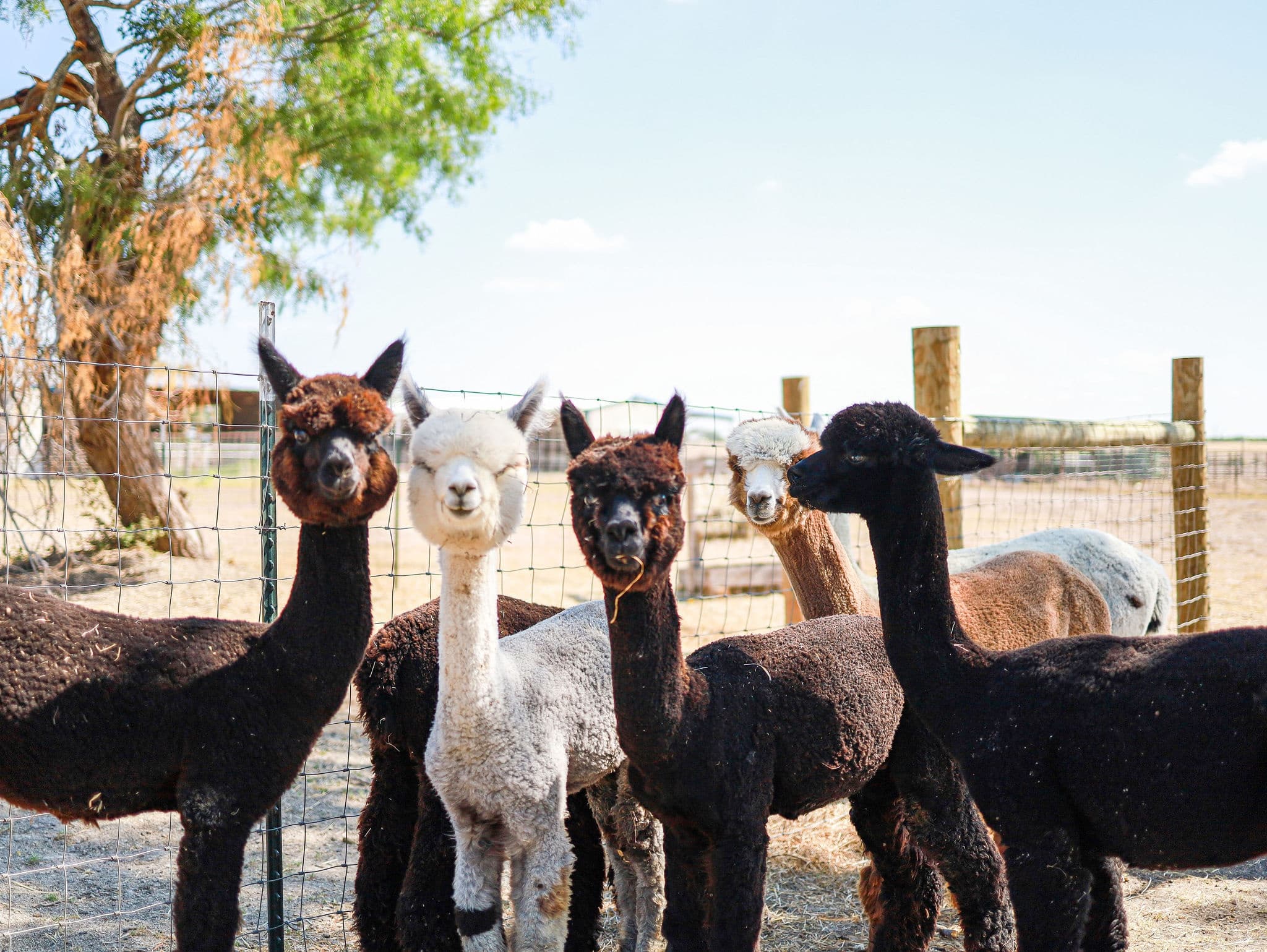 Alpacas grazing near red barn under blue sky on rural farm