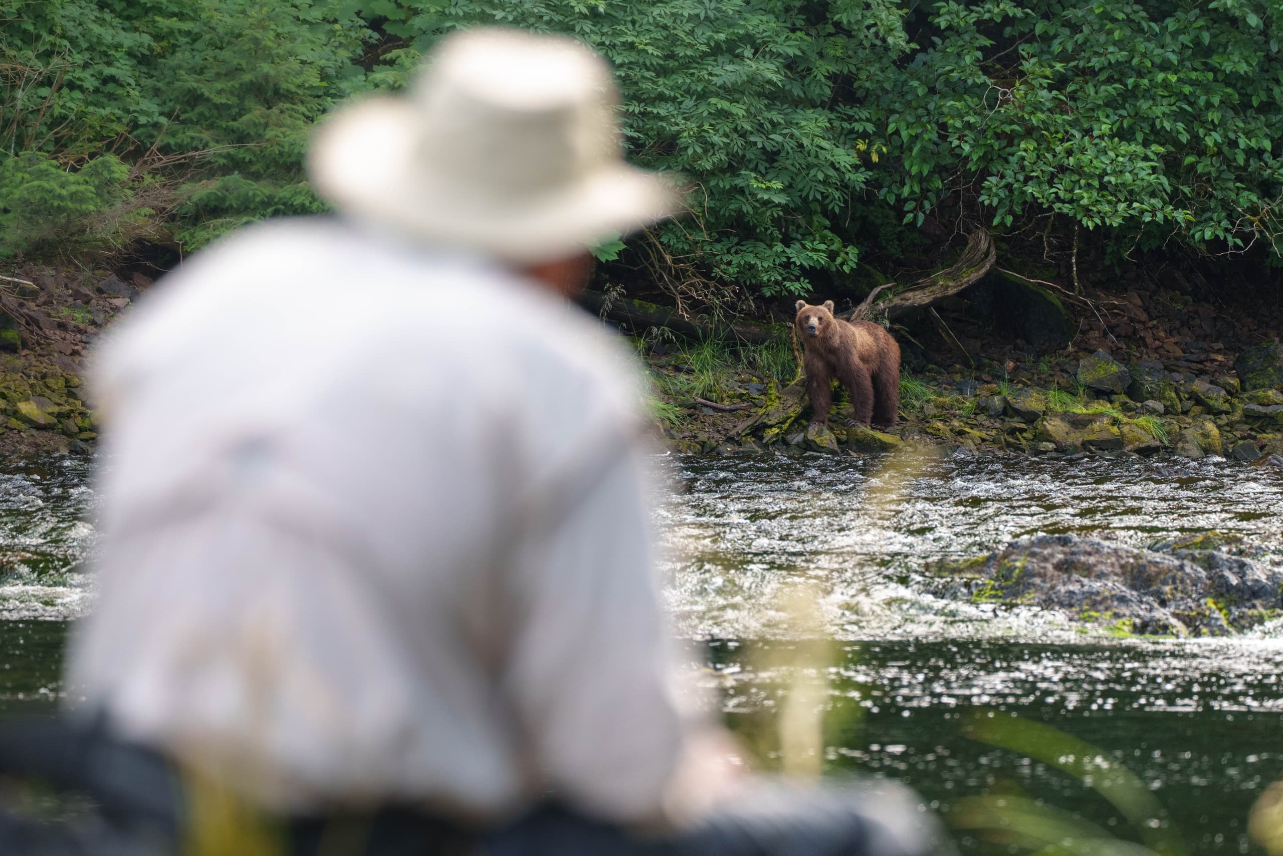 Observer watching brown bear across river in lush forest