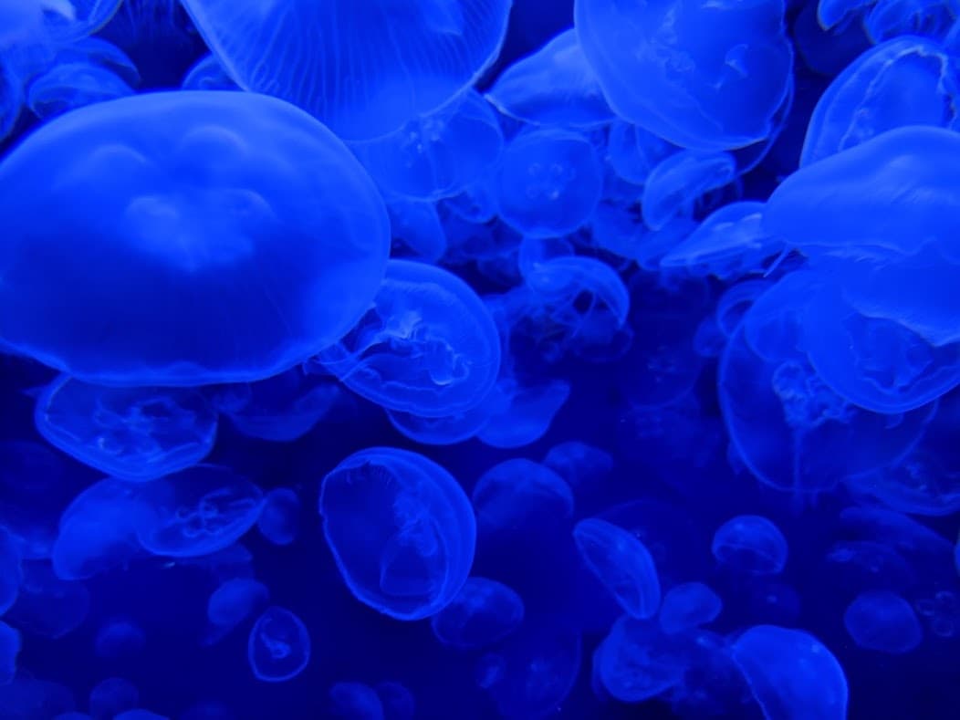 Marine Science STEAM Camp in Denver, Colorado photo 1