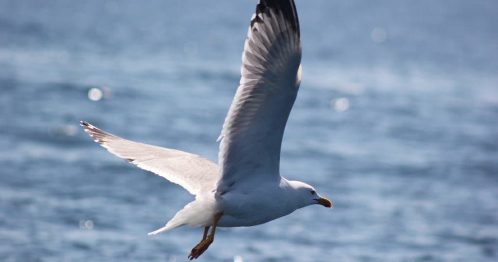 Birdwatching Adventure at Cape Cruiser in Sagres
