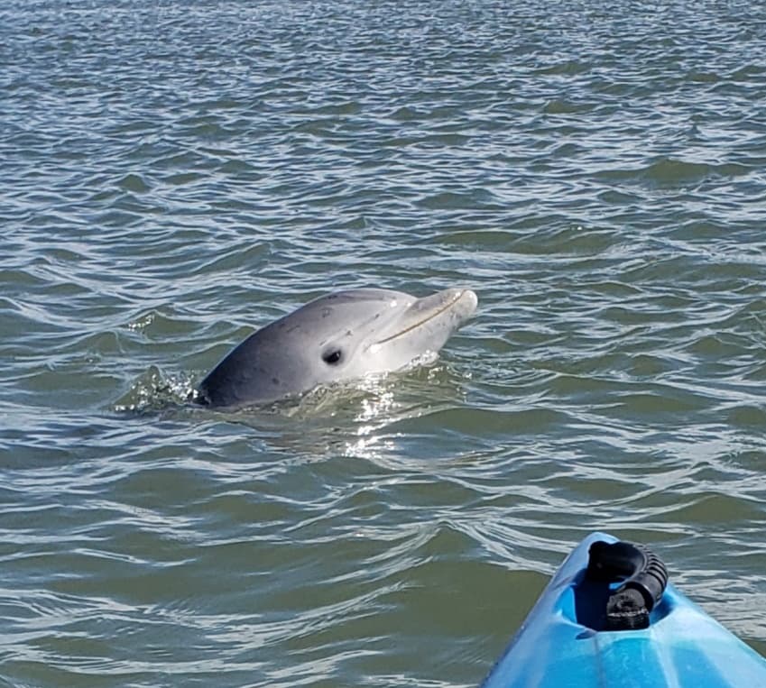 Dolphin Ecology Tour in South Carolina’s Salt Marsh