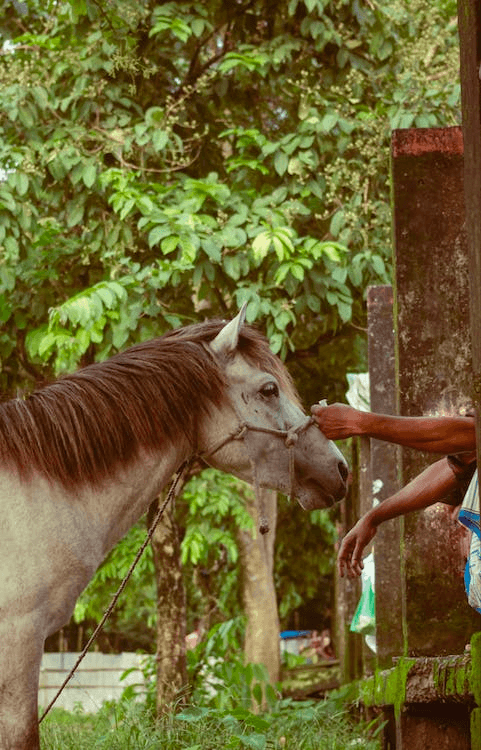 Horseback Riding & Equestrian Skills at Harmel's Ranch