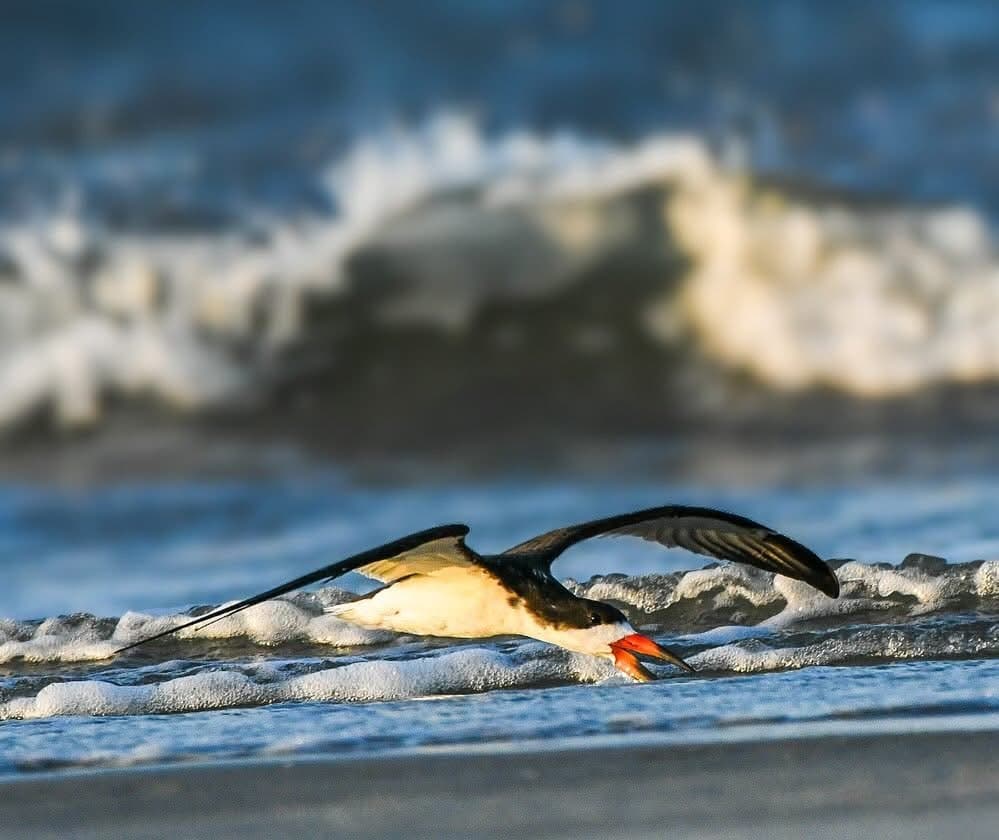 Hunting Island Shorebirds Walk: Wintering Birds and Beach Ecology on Fripp Island photo 1