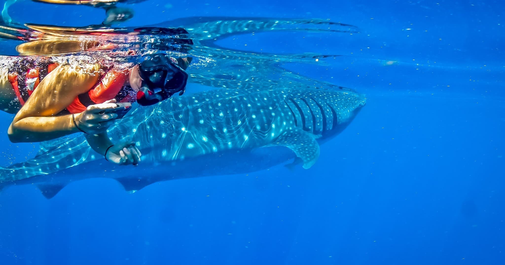 Snorkeler swimming alongside whale shark in Caribbean waters