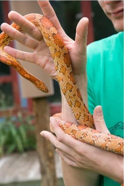 Spooky Snakes & Crafts: A Fun-Filled Nature Adventure for Kids on Hilton Head Island
