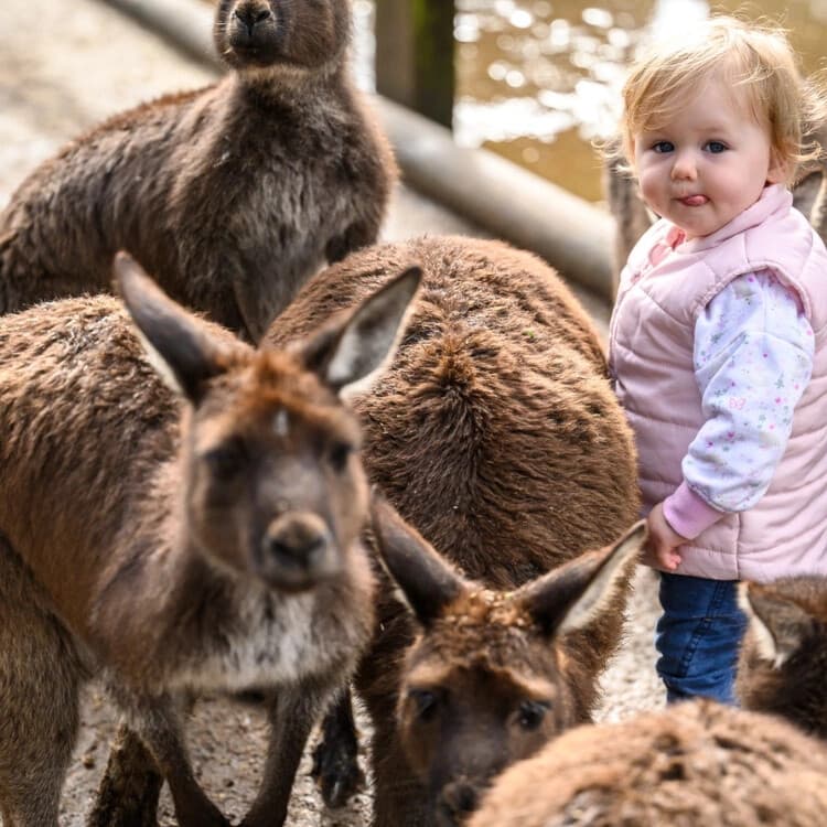Blue Mountains & Featherdale Wildlife Park: Sydney Day Tour to the Three Sisters