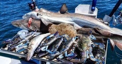 Charter deep-sea fishing catch on boat deck in open ocean