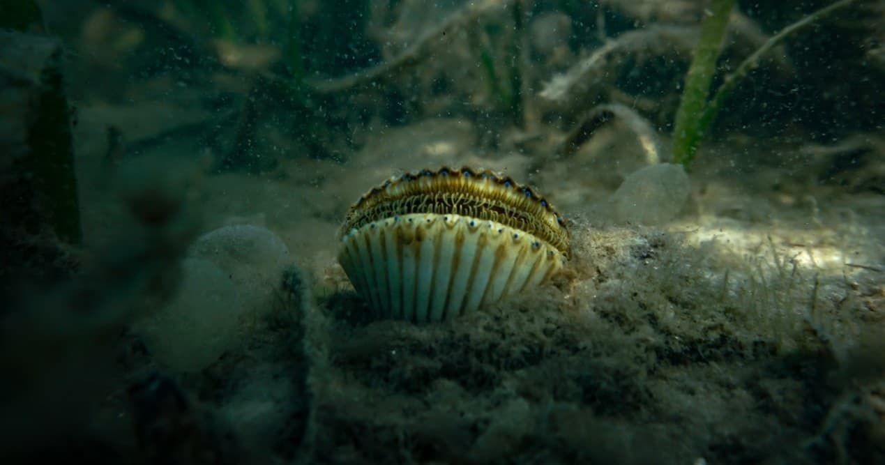Scallop Charter with Fish and Trips FL in Hudson, Florida