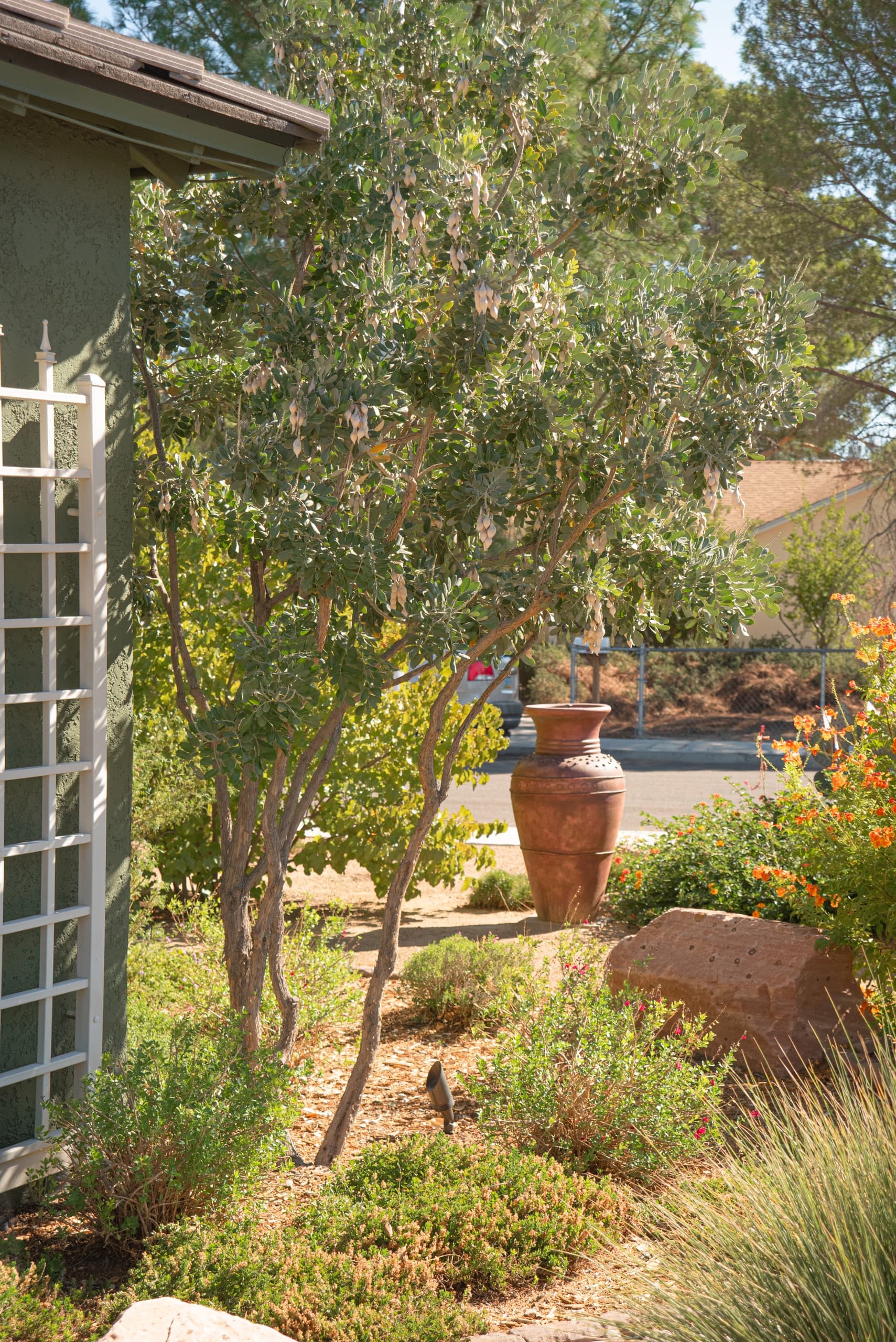 Explore Desert Autumn's Colors on the Boomerang Bloom Garden Tour in Las Vegas photo 3