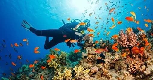 Advanced Scuba Course at Elite Scuba: Dive Deep in San Diego
