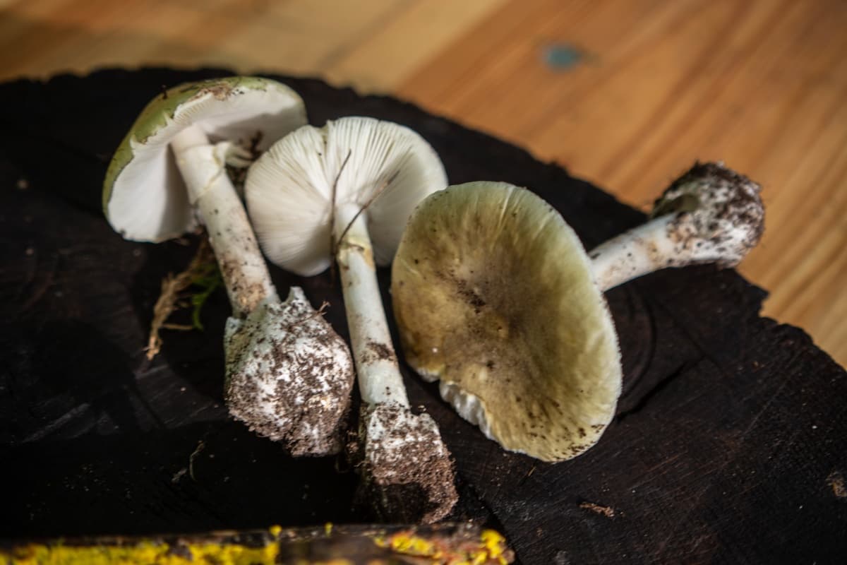 Foraging the Forest Floor: Alles over paddenstoelen mushroom walk in Leersum photo 2