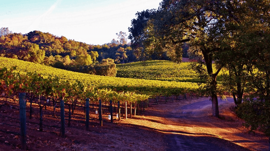 Sunset vineyard rows and rolling hills, wine country vista