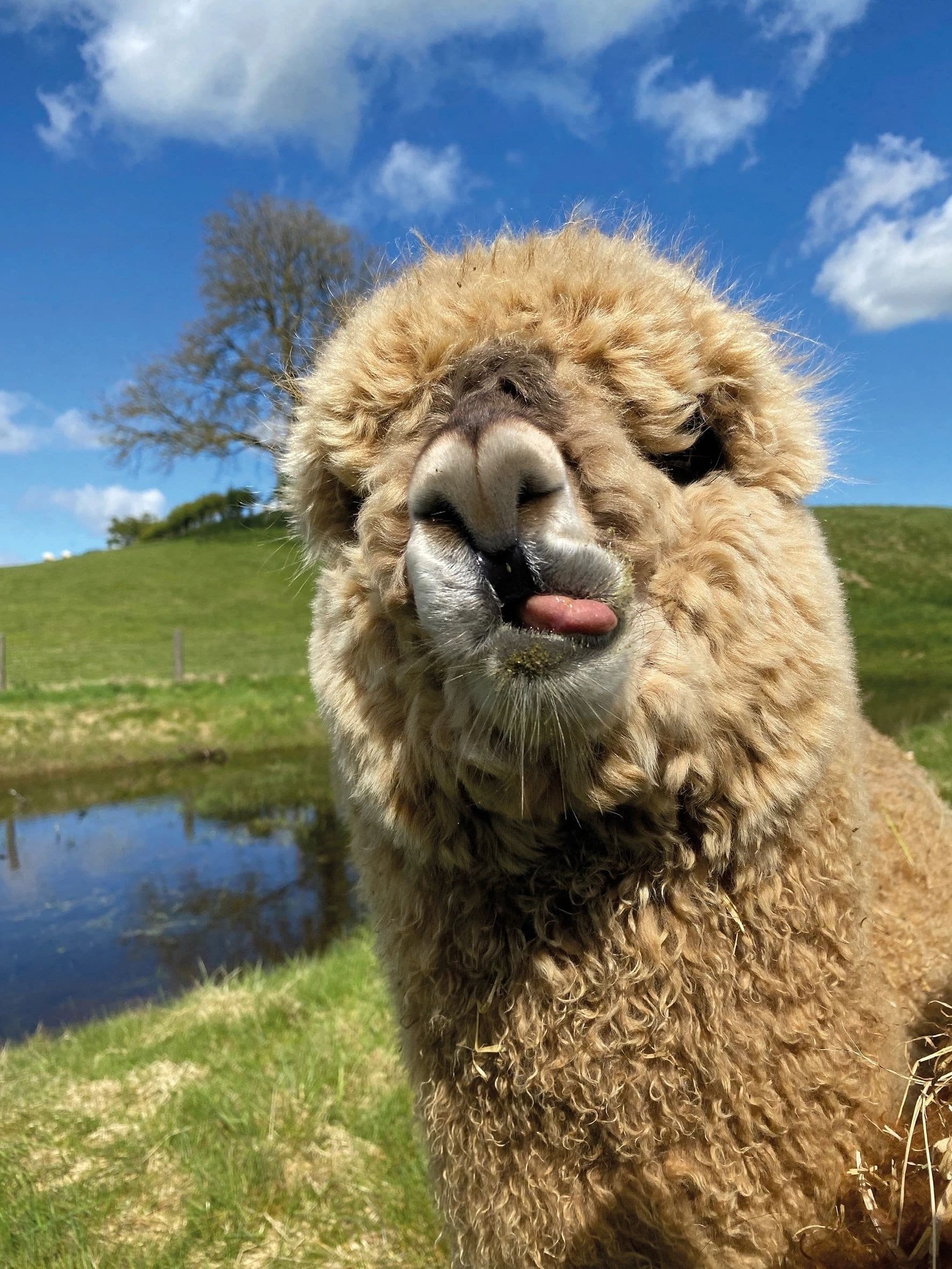 Alpaca-Licious Picnic: Dessert Grazing with Alpacas and Donkeys in Graianrhyd, Wales