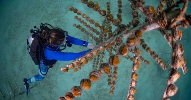 Dive Into Coralpalooza: Restore Reefs from Conch Republic Divers Boat in Key Largo