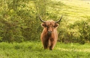 Private Animal Photoshoots in Brilliant, Alabama: Farm Portrait Sessions