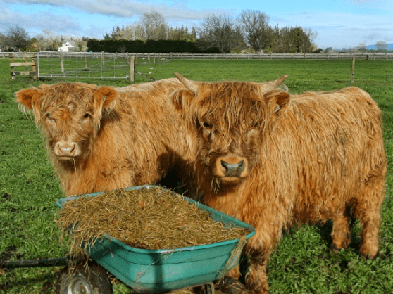 Hands-On Highland Herd: Private Farm Tour at Ralph Ranch, Taupiri photo 2