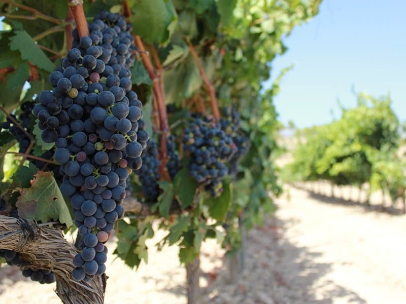 Private Rioja Full Experience Wine Tour with Go Basque in Donostia