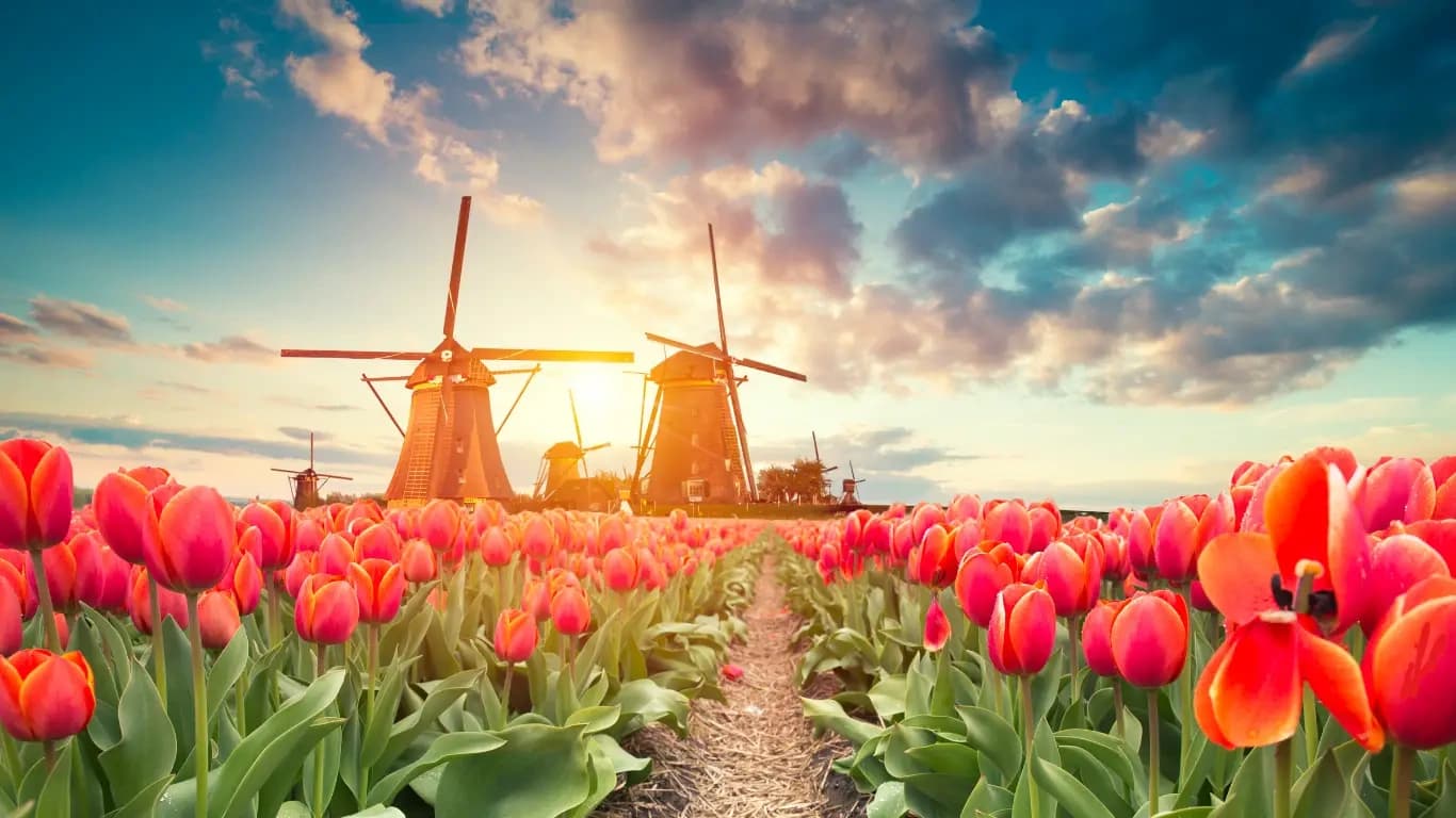 Dutch Heritage Journeys with Avocado Tours in Amsterdam