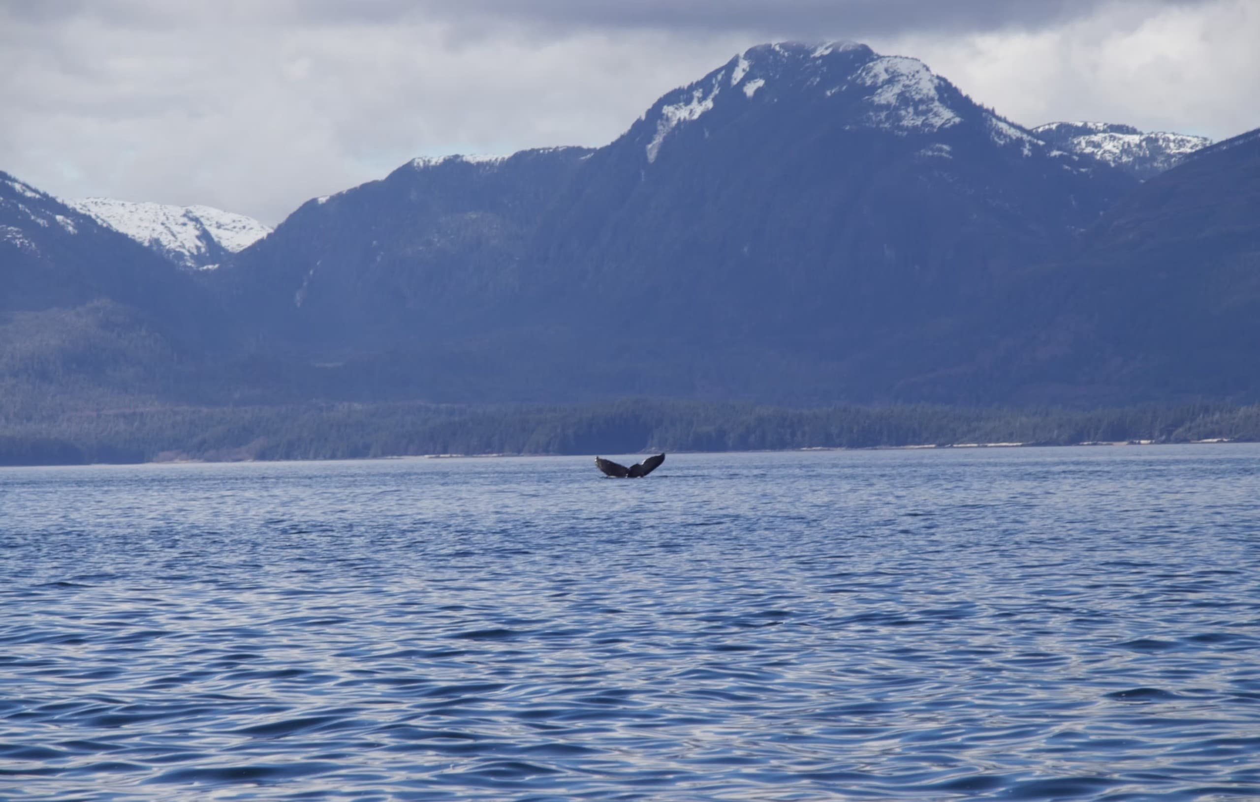 Inside Passage Wildlife Cruise from Ketchikan: 2.5-Hour Sea and Shore Tour photo 1