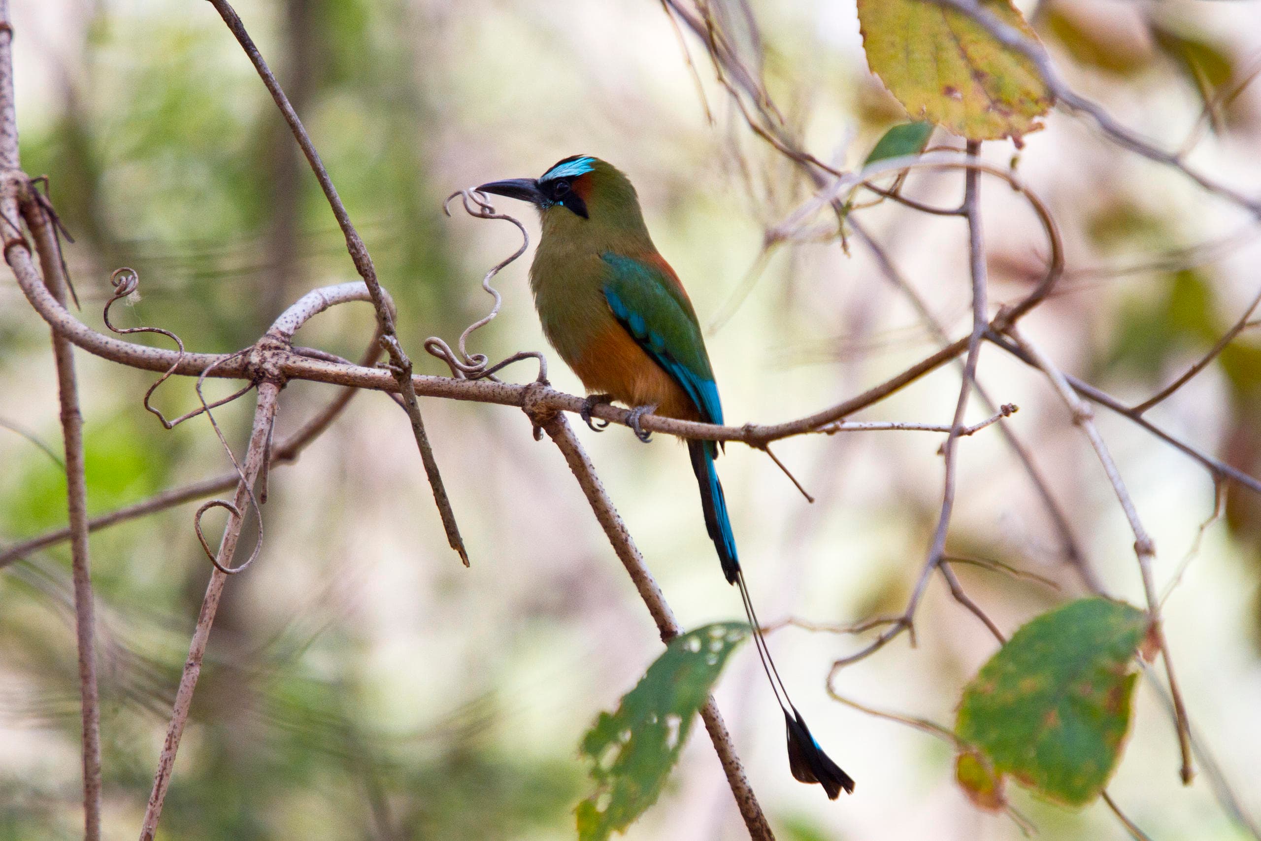 Bird Watching Tours at Hacienda Guachipelin, Liberia