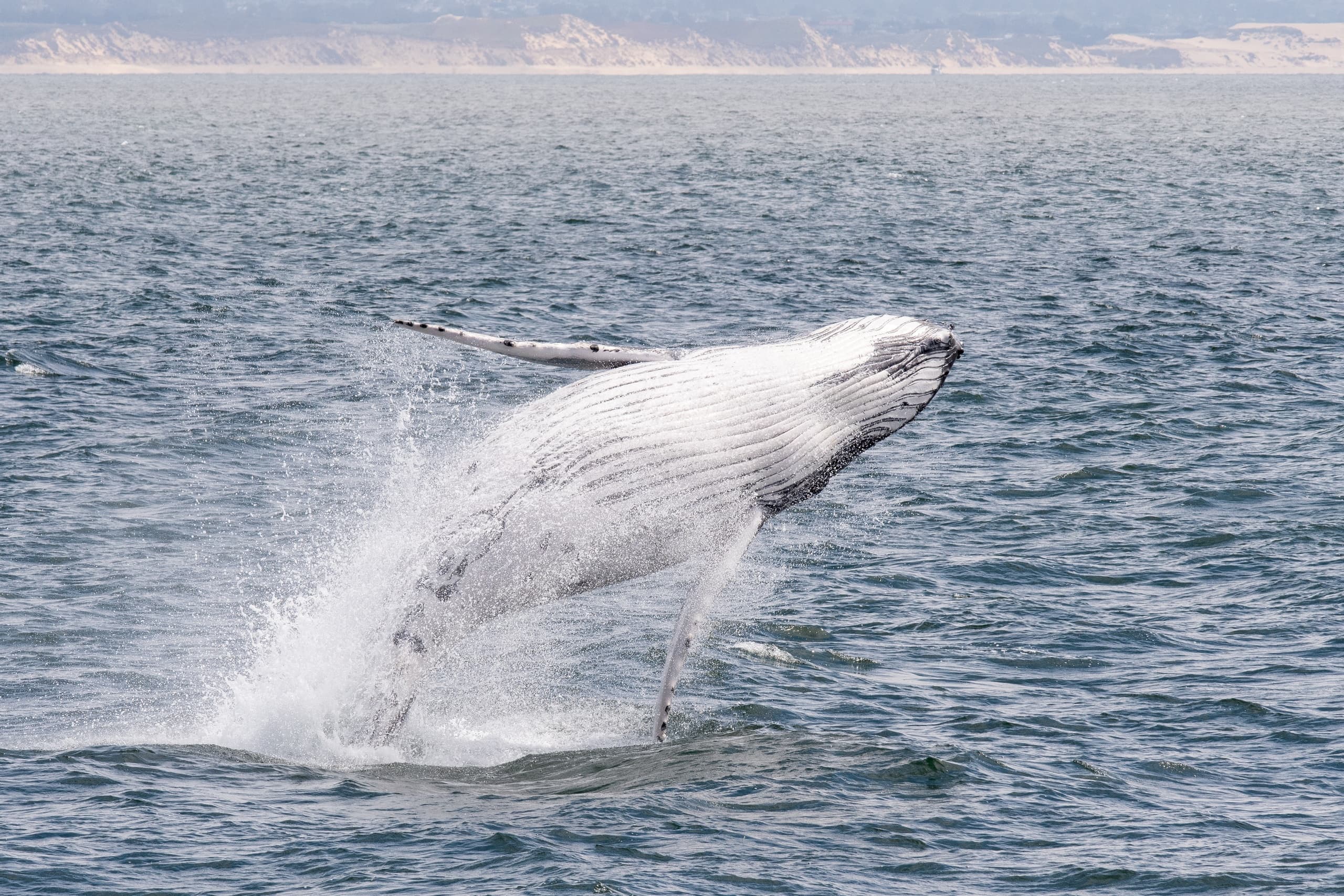 Humpback whale breaching dramatically above coastal ocean waters
