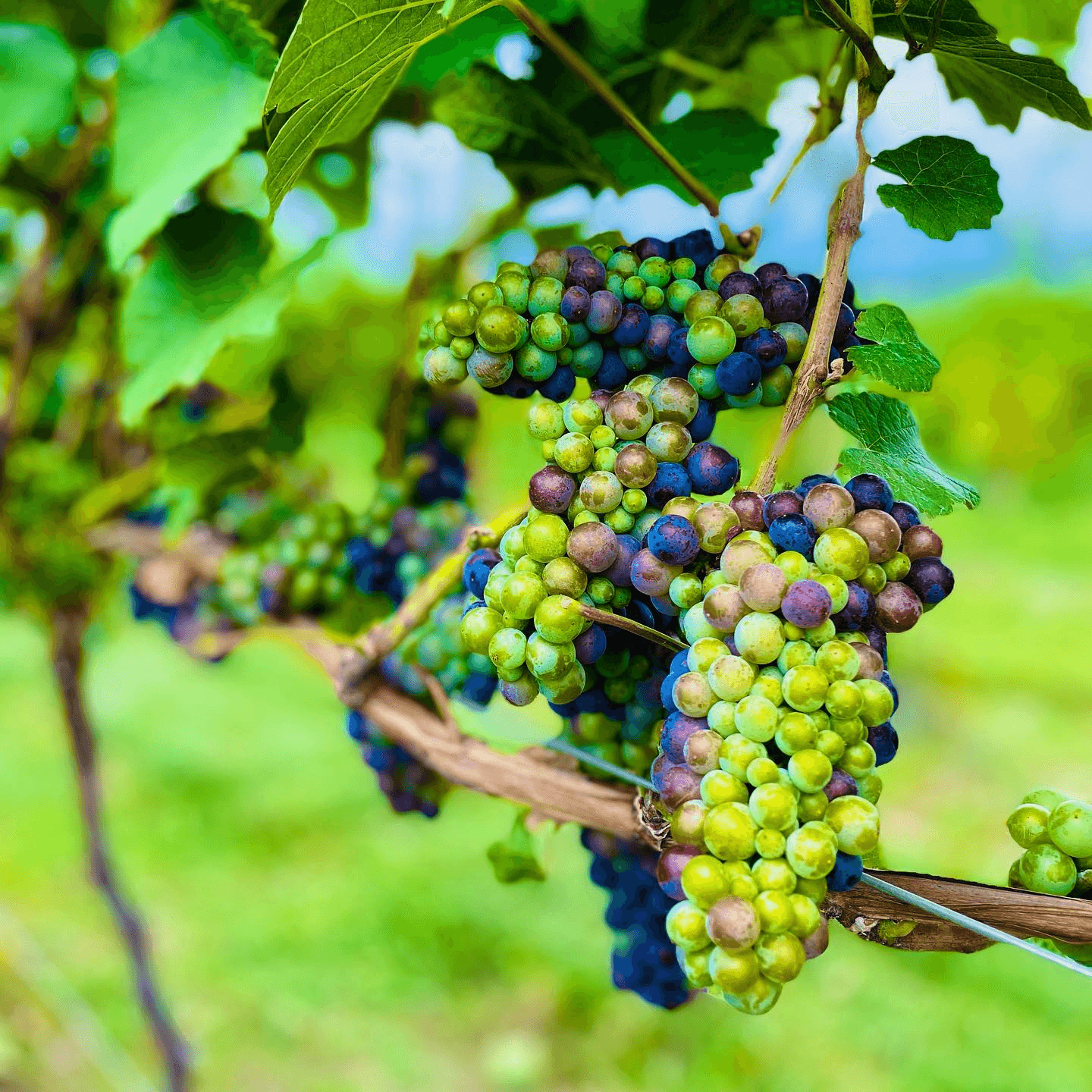 Land Adventures: Kelowna Sip & Anchor Experience