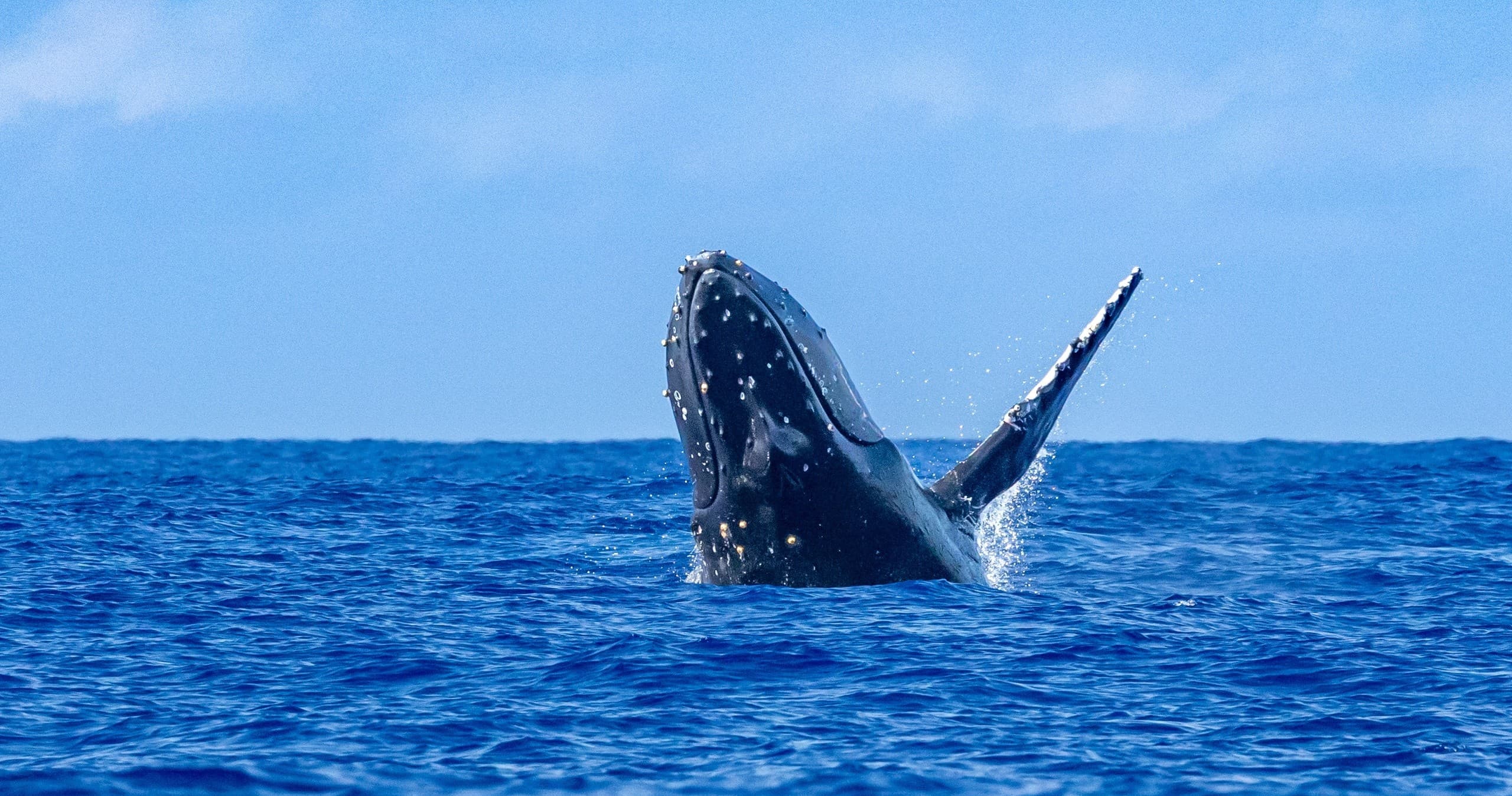 Waikiki Whale Watch: Experience Majestic Humpbacks in Honolulu