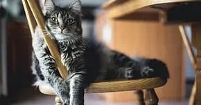 Tabby cat reclining on wooden chair in cozy indoor cafe