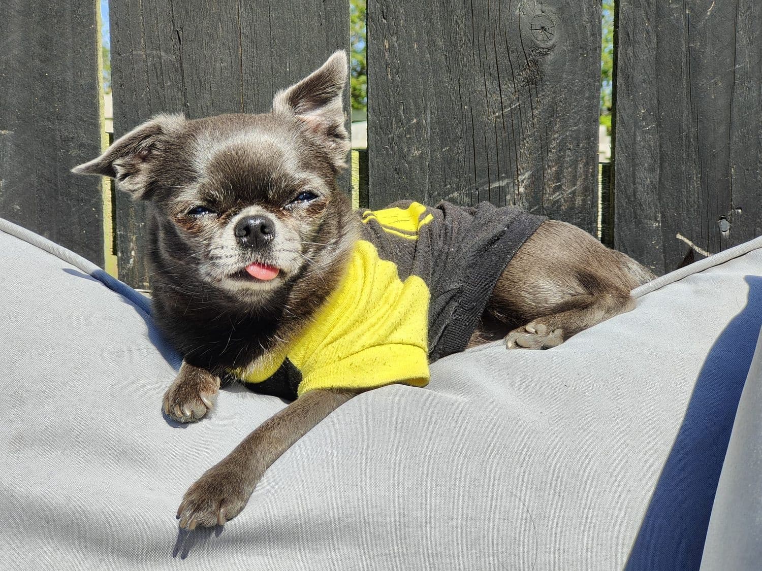 Pet Care & Dog Boarding at Poppy's Perfect Pups