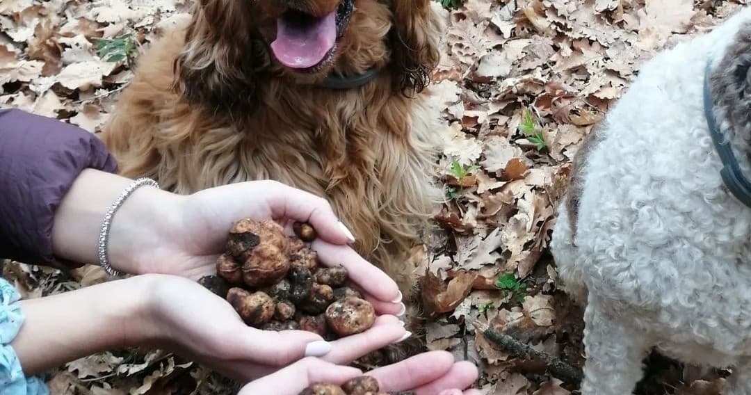 Rome Truffle Hunting Experience with Lunch | Guided Tour in Castel di Guido | Hiking, Food Tour, Attraction, Farm