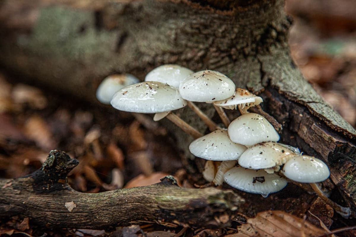Foraging the Forest Floor: Alles over paddenstoelen mushroom walk in Leersum