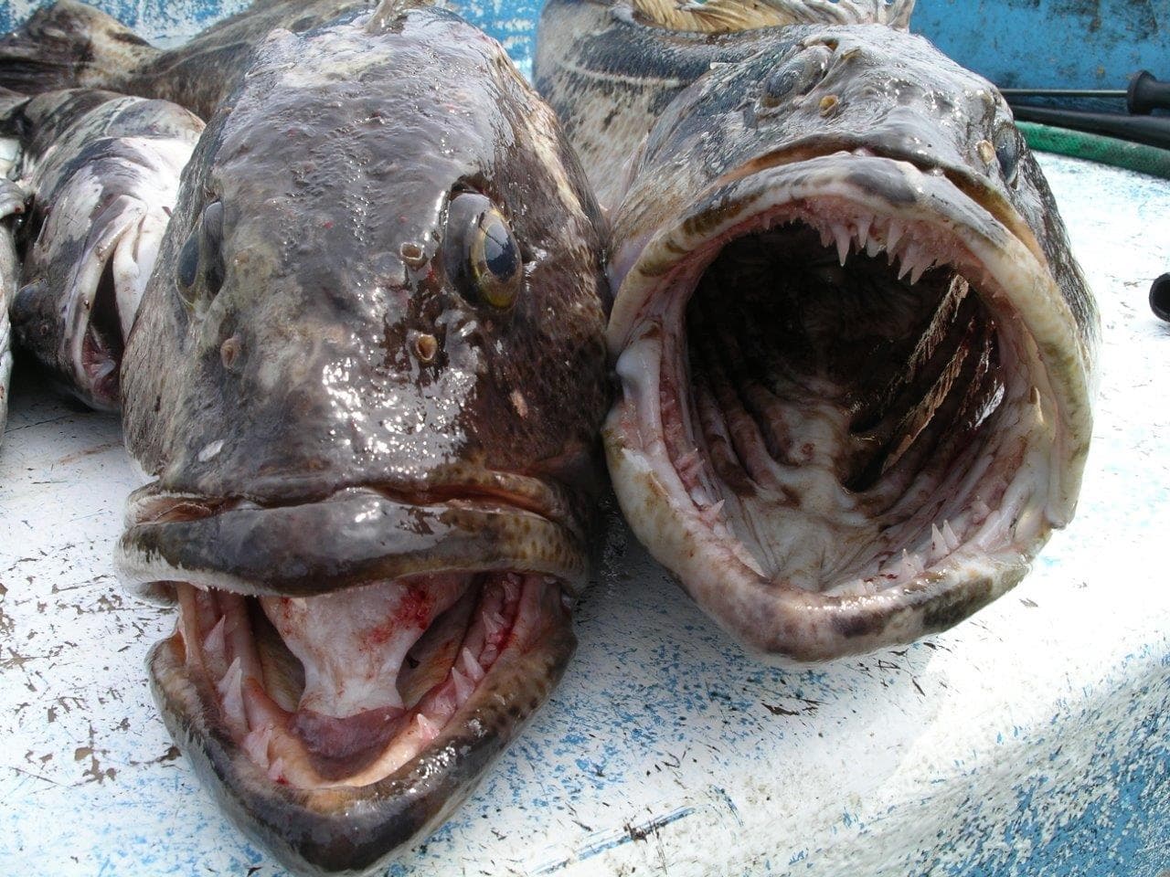 Thrilling Lingcod & Rockfish Fishing in Myrtle Creek, Oregon