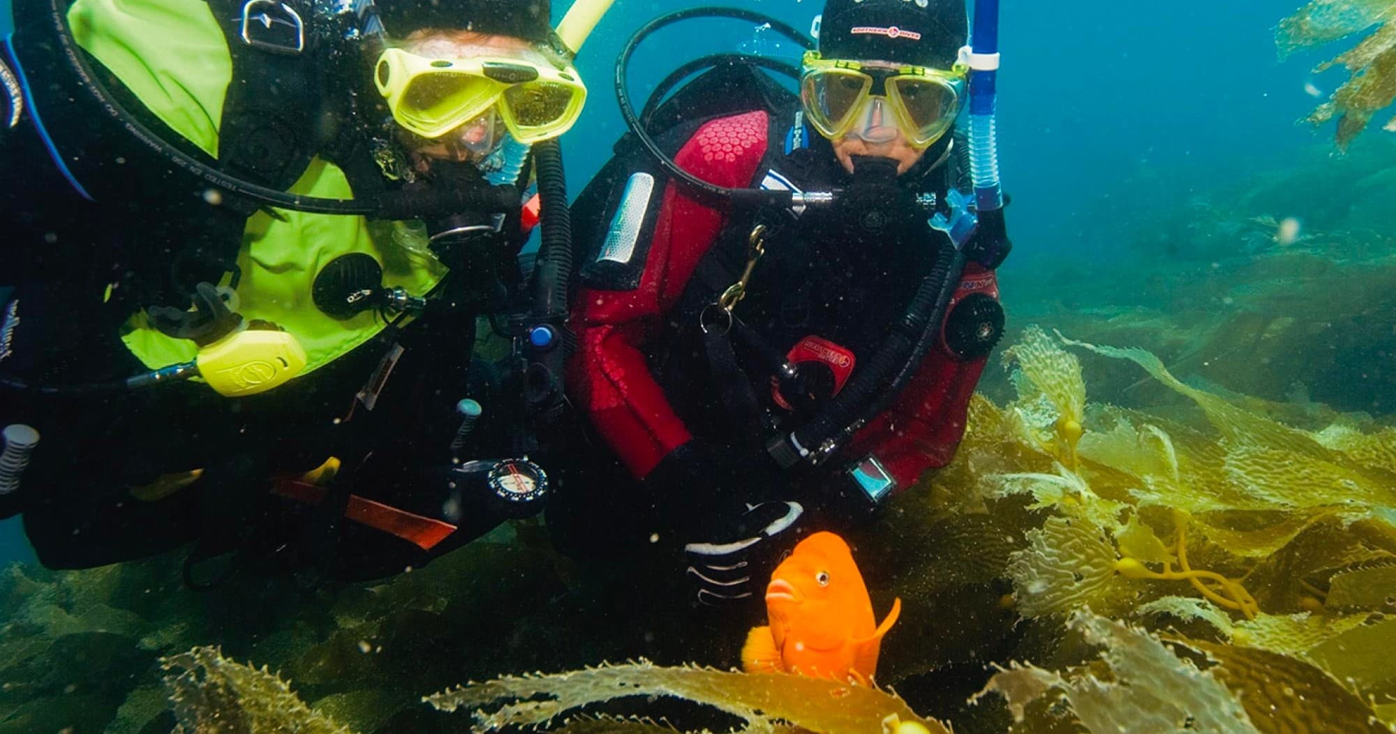 Night Dive Guided Tour in Monterey, California