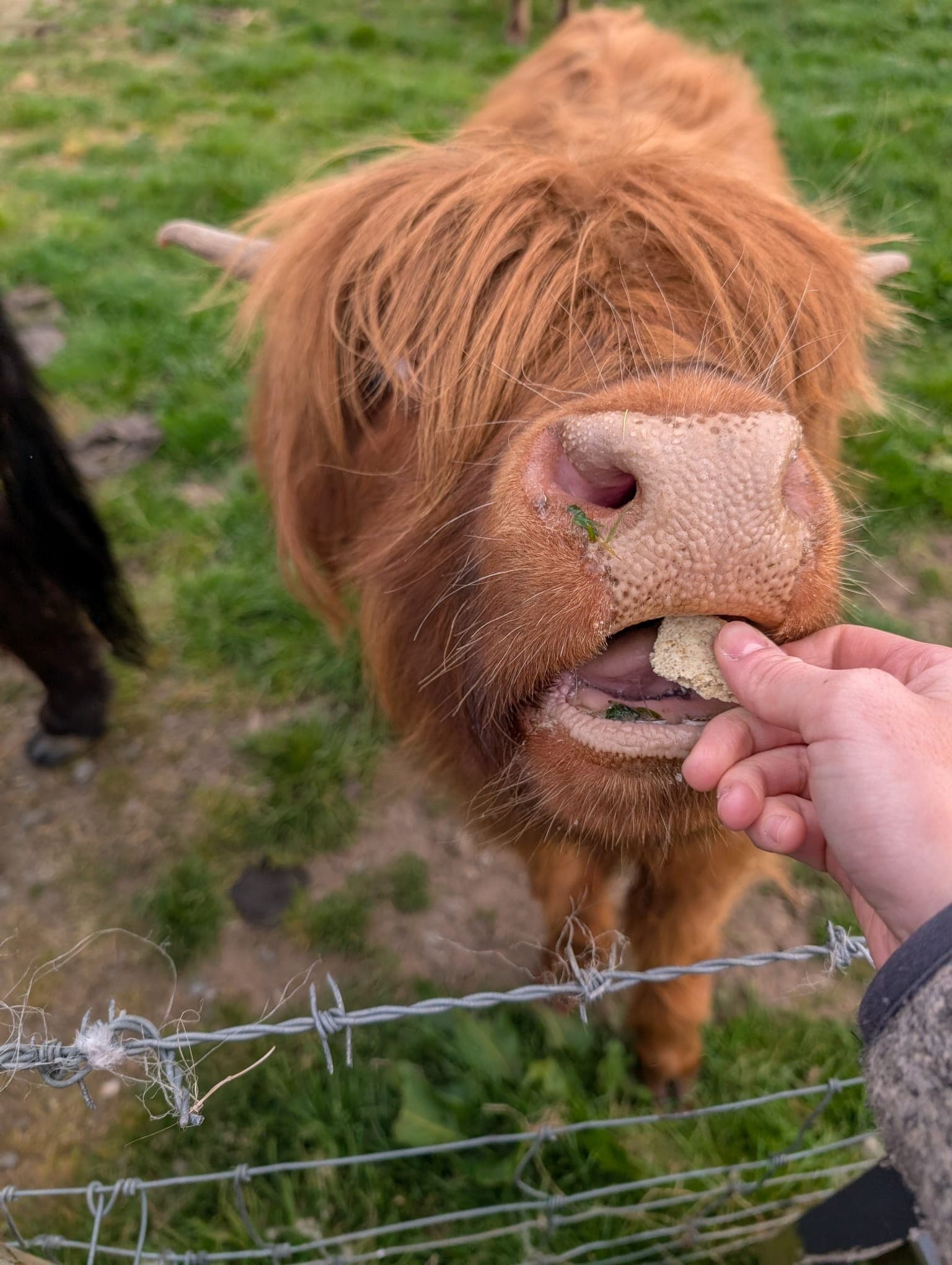 Close-up Highland cow being hand-fed through farm wire fence