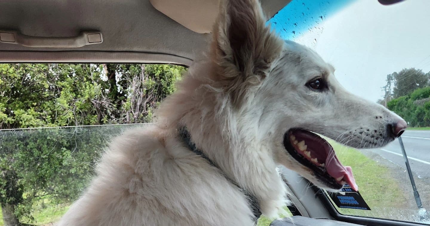 Dog Boarding Experience at Country Kennels