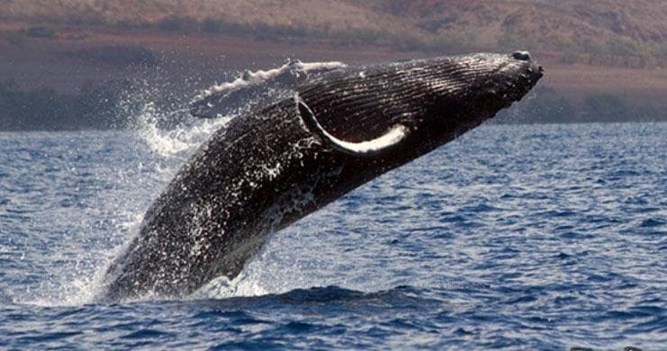 Whale Watch Adventure in Kailua-Kona, Hawaii